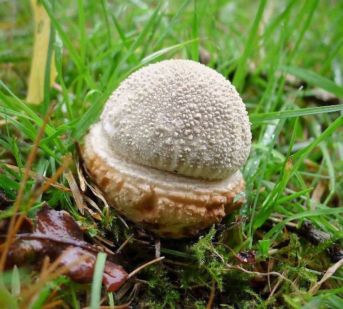 Solitary amanita (Amanita echinocephala) thumbnail 1