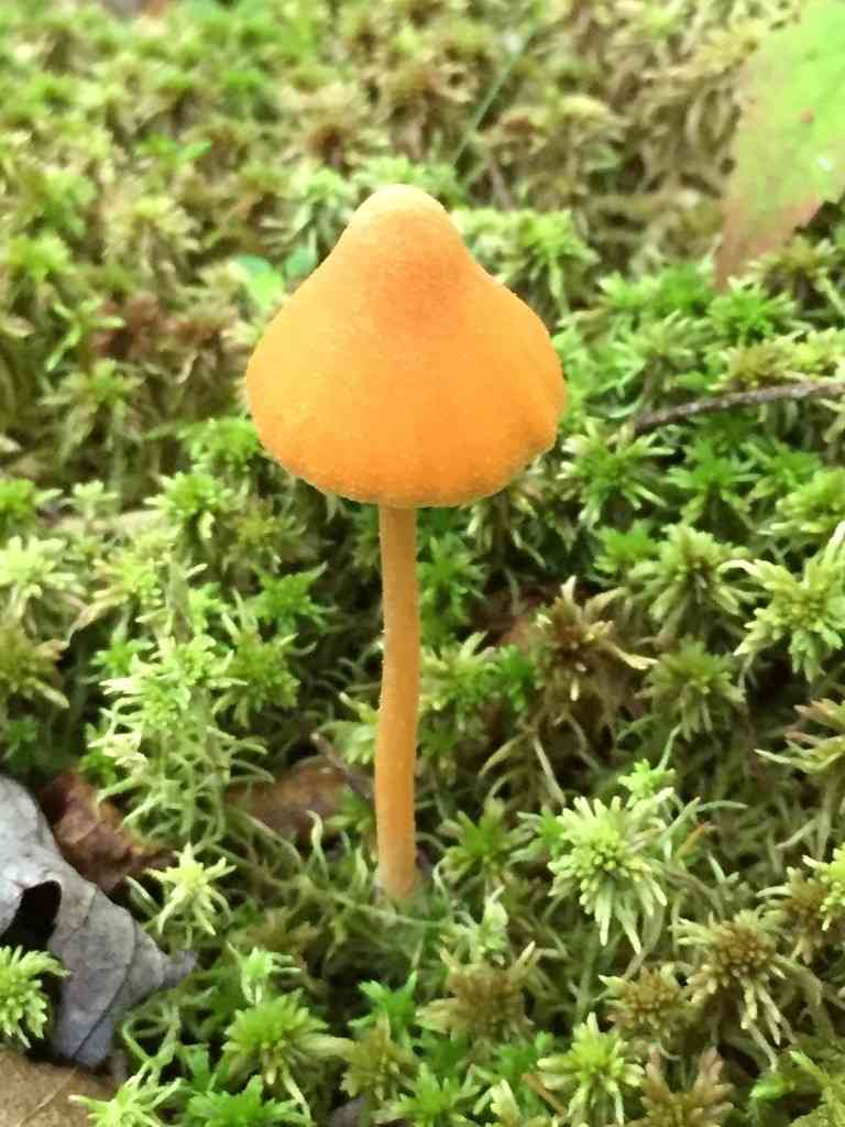 Salmon pinkgill (Entoloma quadratum) thumbnail 3