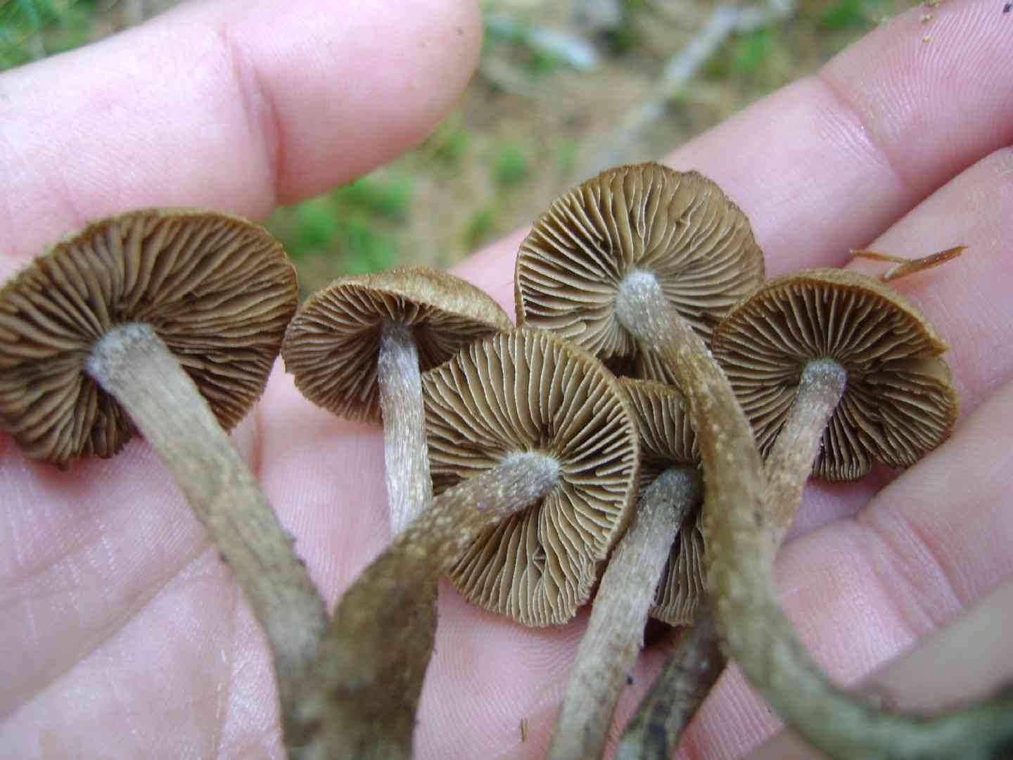 Greenfoot fibrecap (Inocybe calamistrata) thumbnail 2