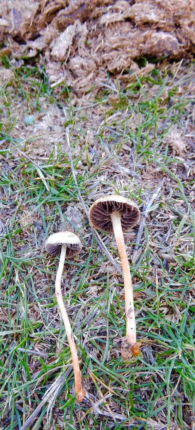 Mower's mushroom (Panaeolina foenisecii) thumbnail 2