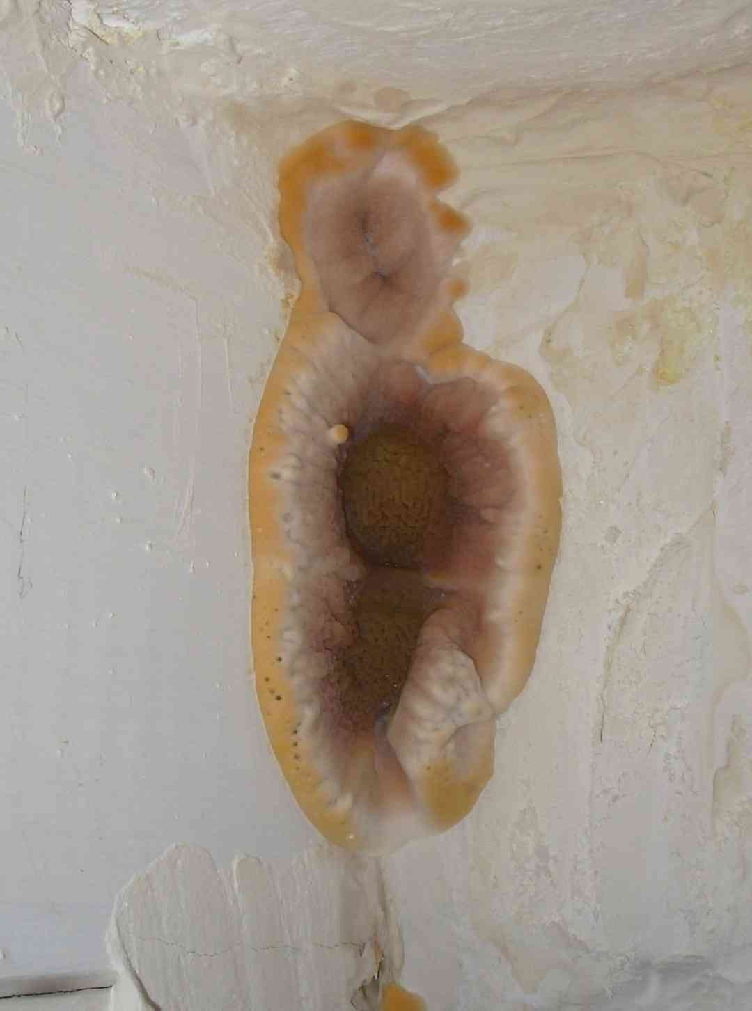 Dry rot (Serpula lacrymans) thumbnail 2