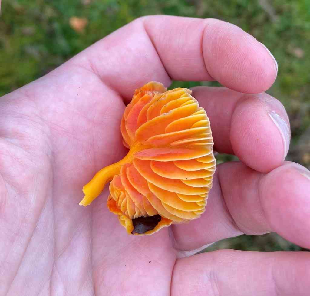 Oily waxcap (Hygrocybe quieta) thumbnail 1
