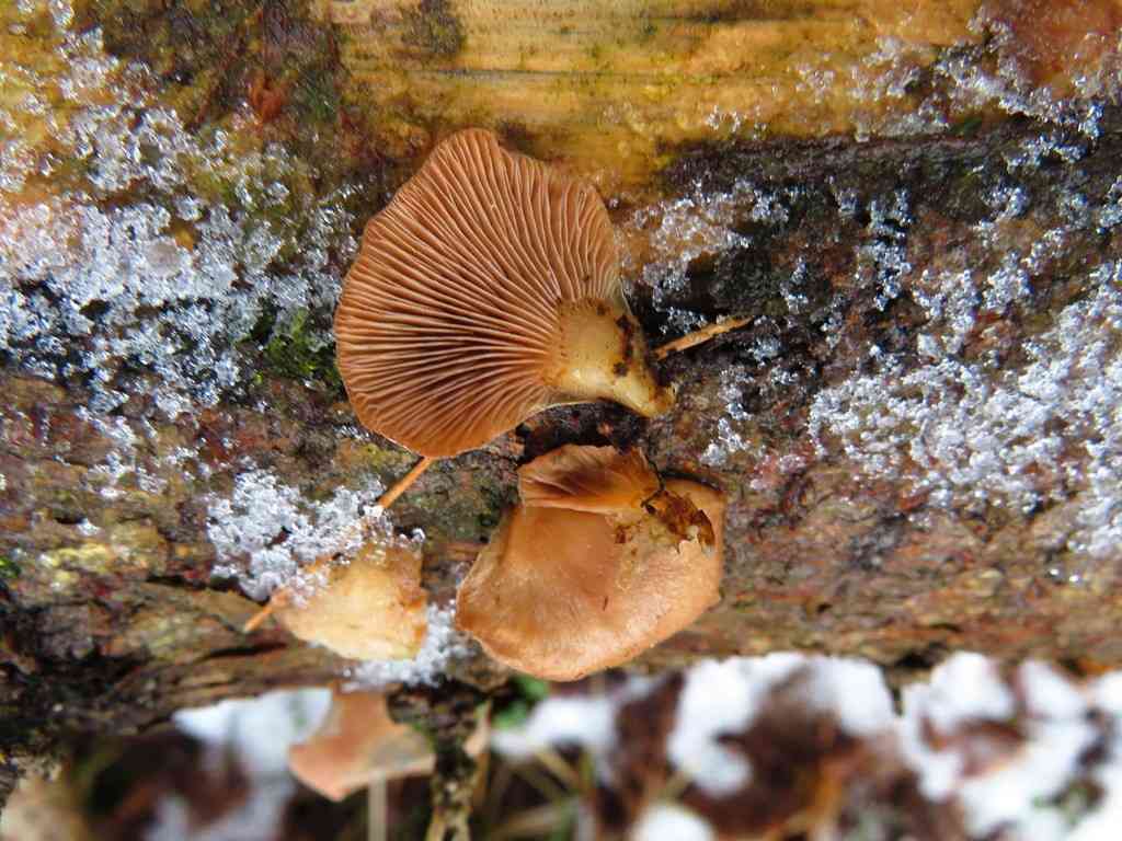 Elastic oysterling (Panellus mitis) thumbnail 2