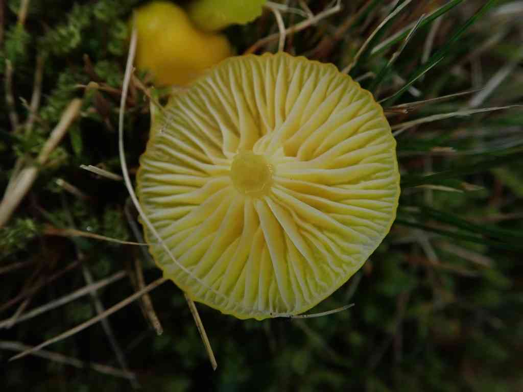 Butter waxcap (Hygrocybe ceracea) thumbnail 3
