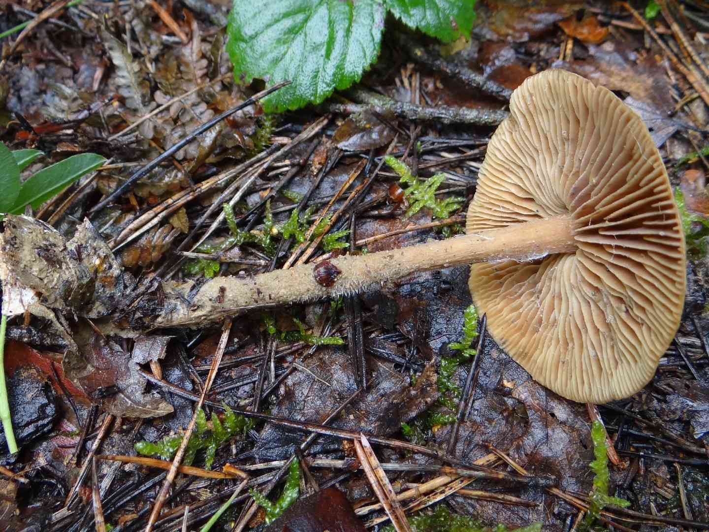 Wood woollyfoot (Gymnopus peronatus) thumbnail 3