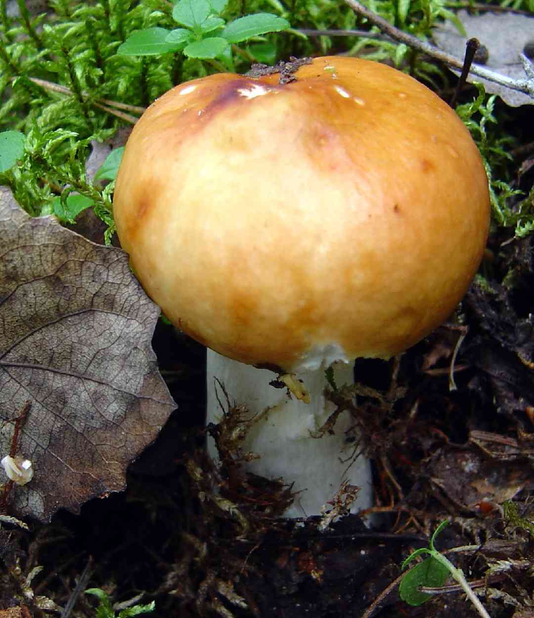 Copper brittlegill (Russula decolorans) thumbnail 3