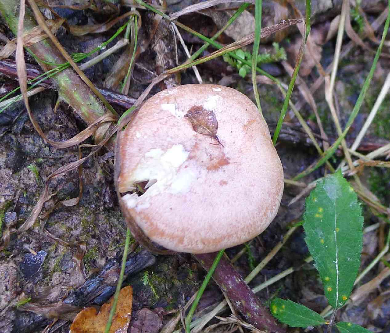 Oak milkcap (Lactarius quietus) thumbnail 3