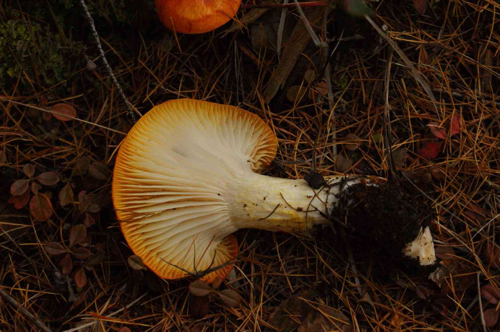 Larch waxy cap (Hygrophorus speciosus) thumbnail 3