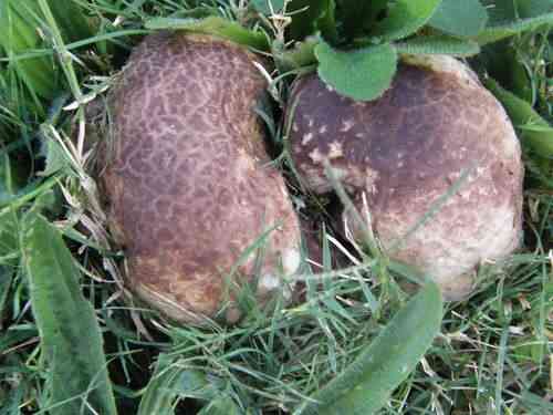 Calvatia lilacina (Calvatia lilacina) thumbnail 1