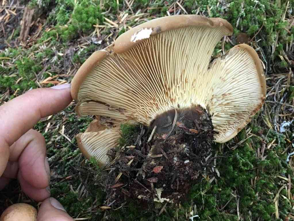 Velvet pax (Tapinella atrotomentosa) thumbnail 2