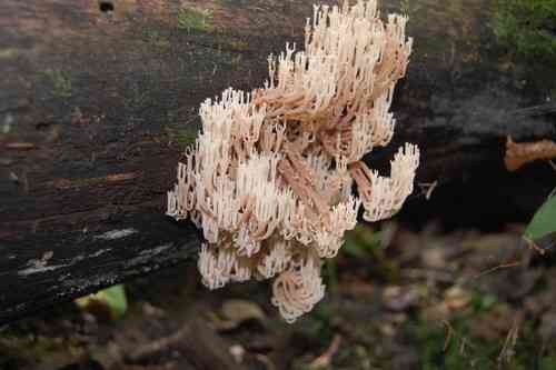 Crown-tipped coral (Artomyces pyxidatus) thumbnail 2