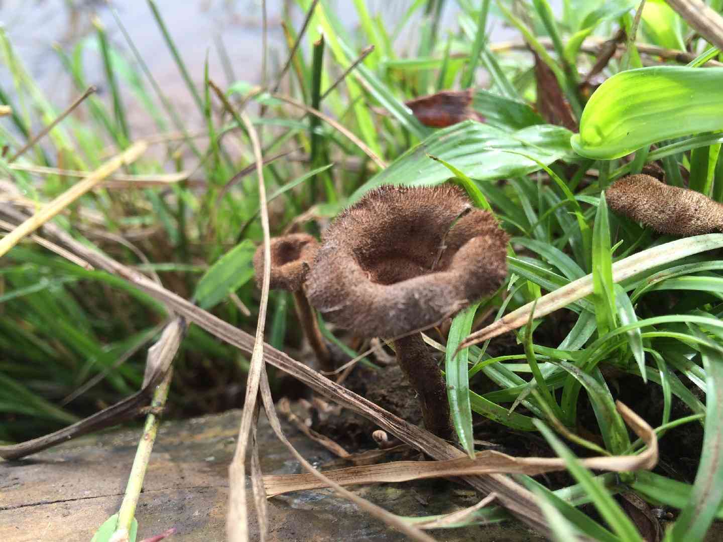 Lentinus velutinus (Lentinus velutinus) thumbnail 2