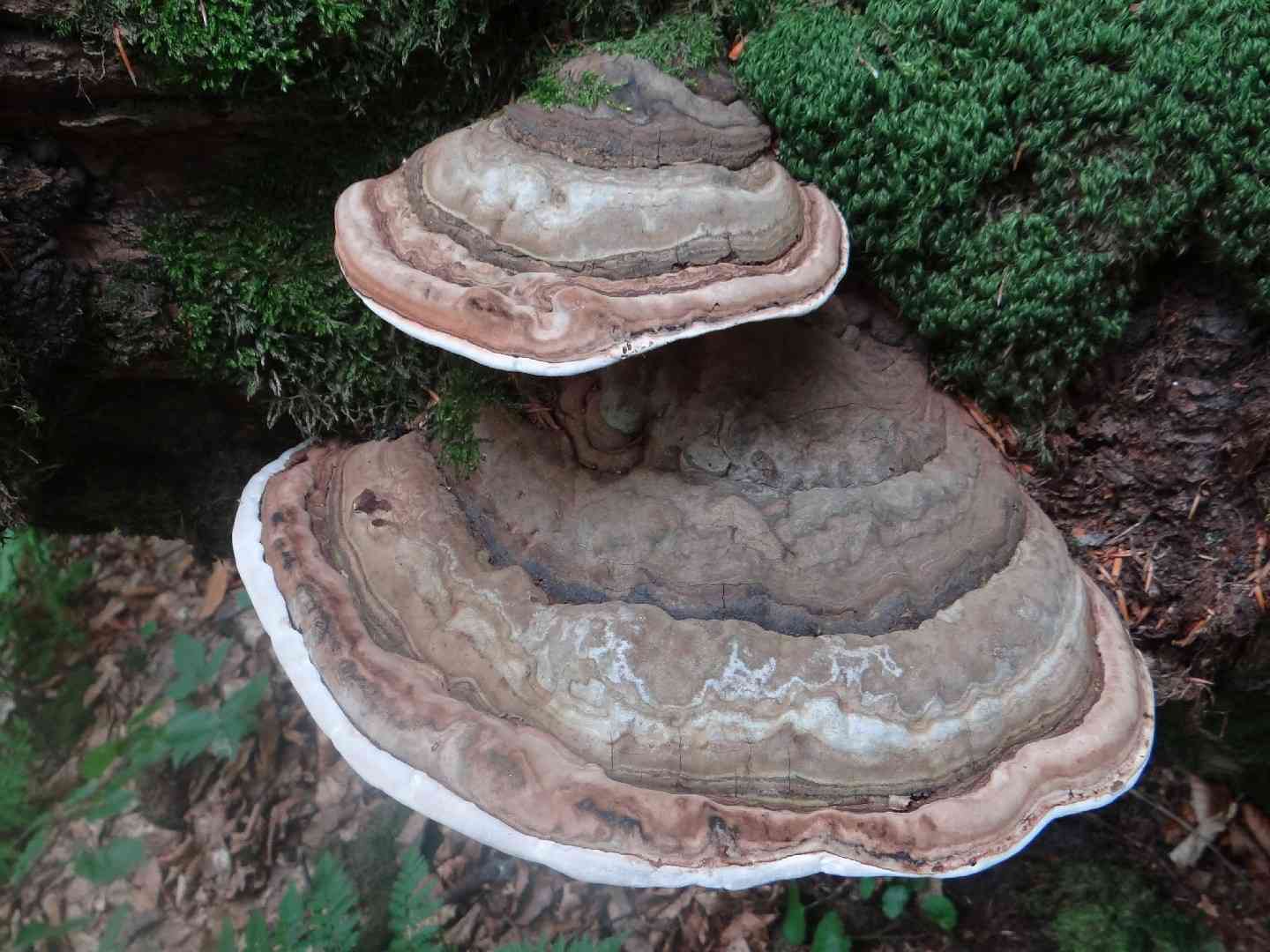 Artist's conk (Ganoderma applanatum) thumbnail 1