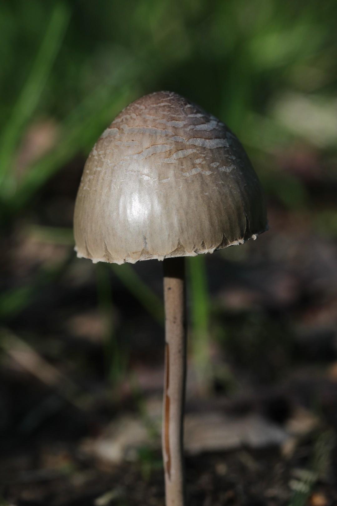 Petticoat mottlegill