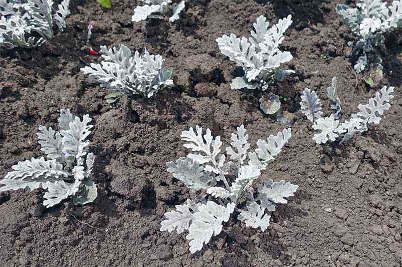 Silver ragwort