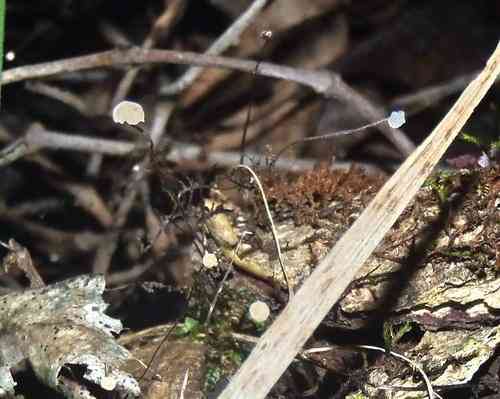Horsehair fungus (Gymnopus androsaceus) thumbnail 3