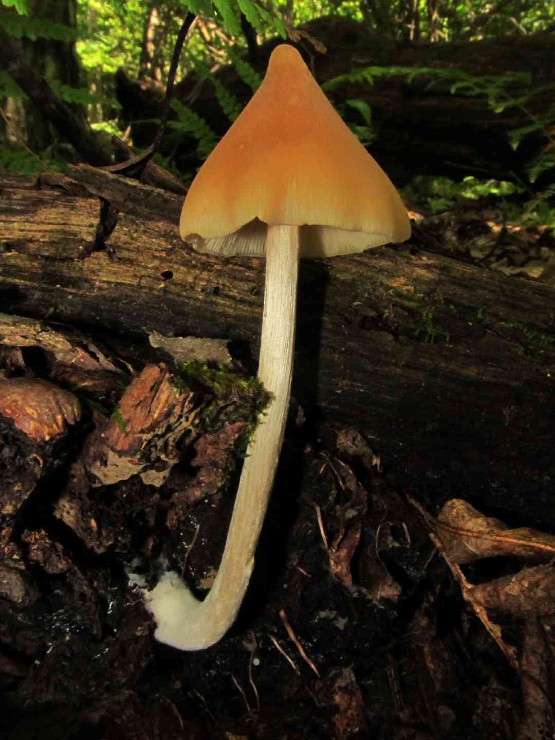 Entoloma luteum
