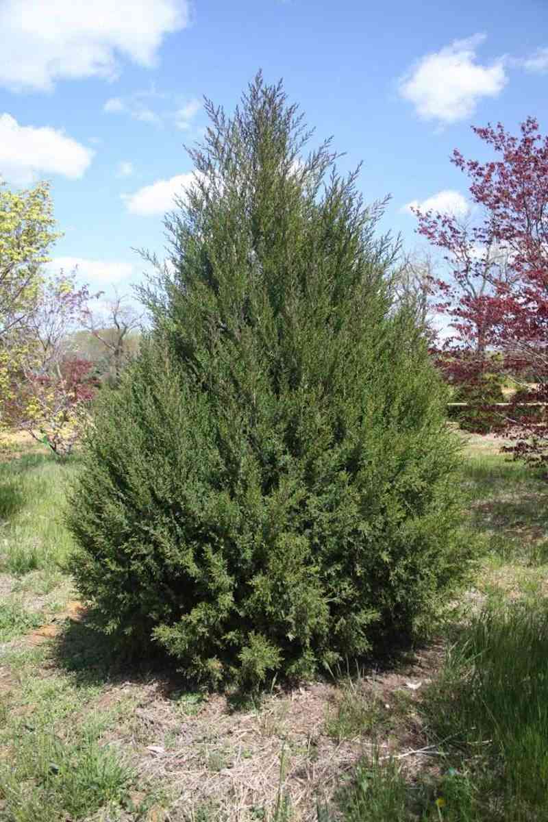 Eastern red cedar