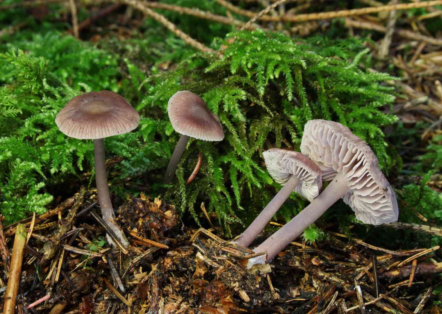 Blackedge bonnet (Mycena pelianthina) thumbnail 1