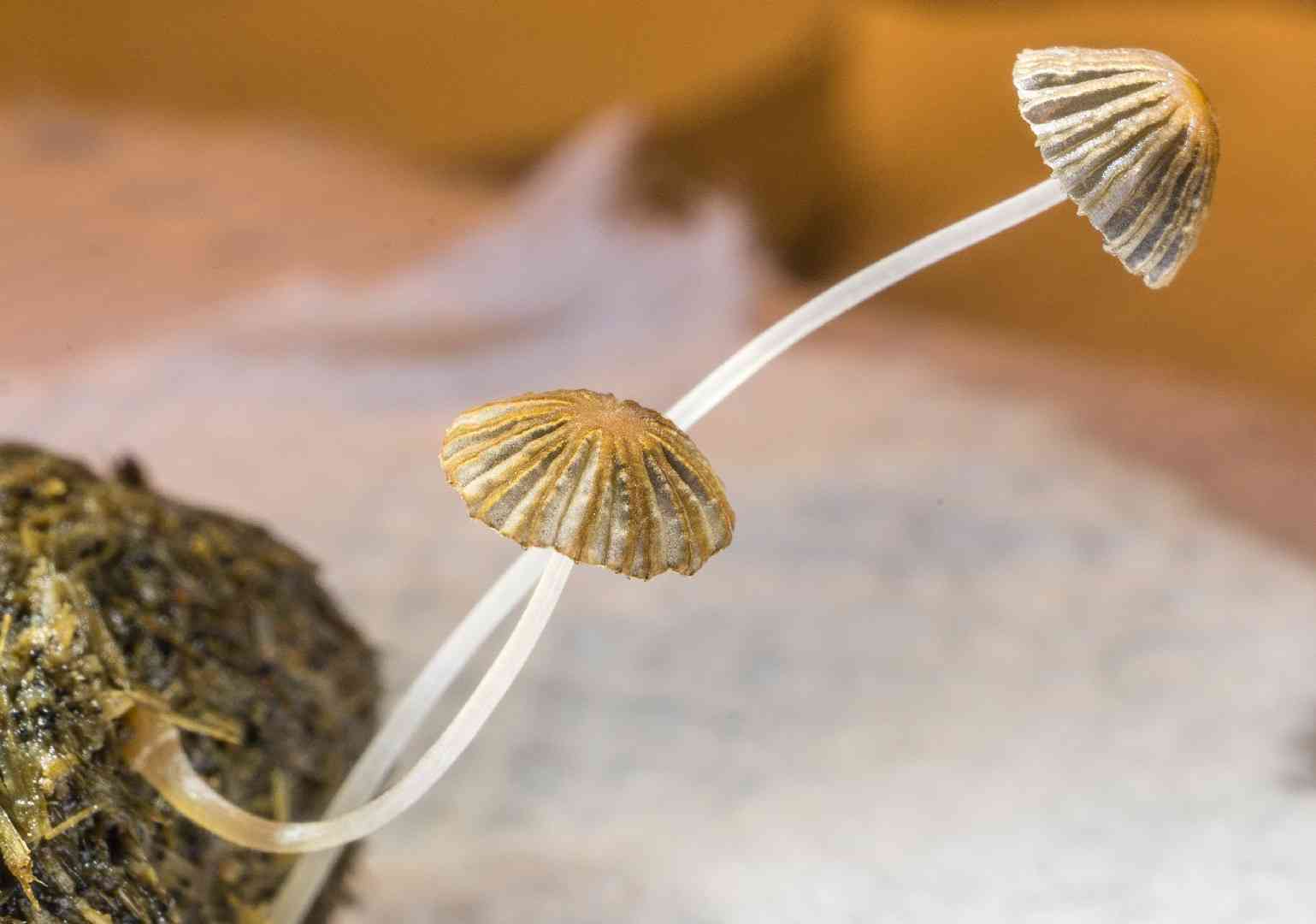 Least inkcap (Parasola misera) thumbnail 2