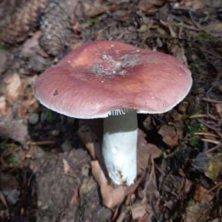 Bare-toothed Russula