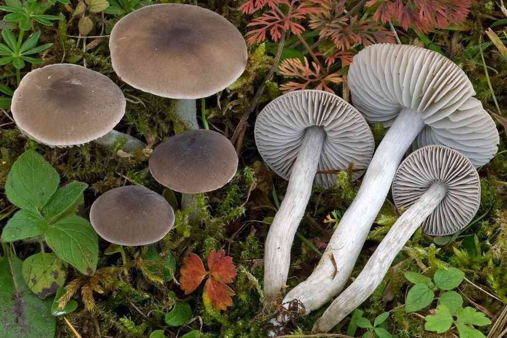 Crazed cap (Dermoloma cuneifolium) thumbnail 3
