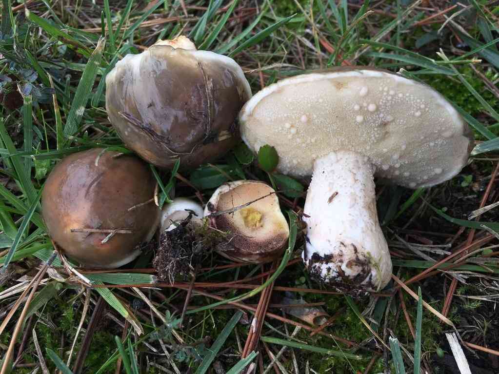 Pungent slippery jack