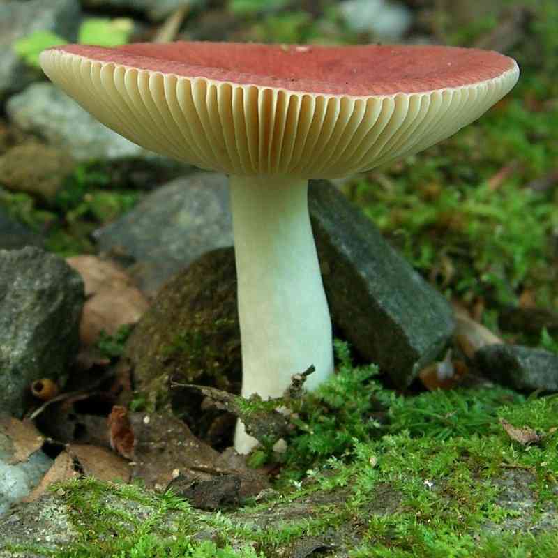 Russula maculata (Russula maculata) thumbnail 1