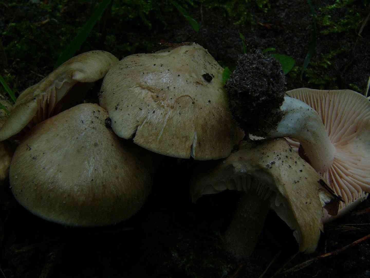 Livid pinkgill (Entoloma sinuatum) thumbnail 3