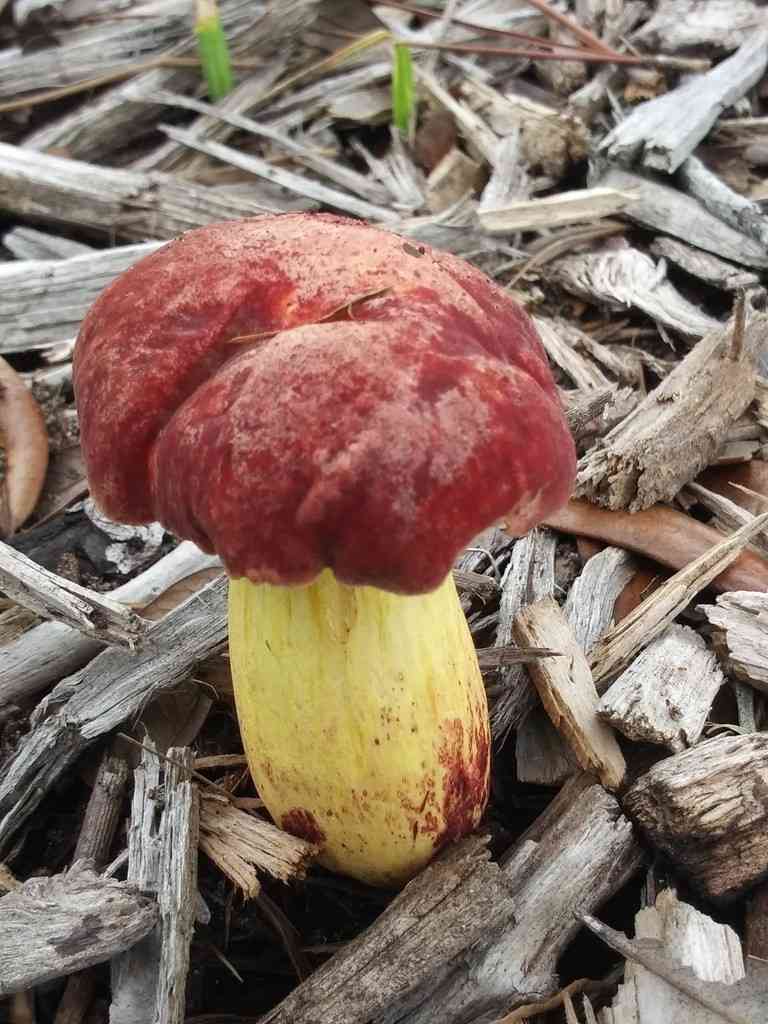 Curry bolete (Boletus sensibilis) thumbnail 2