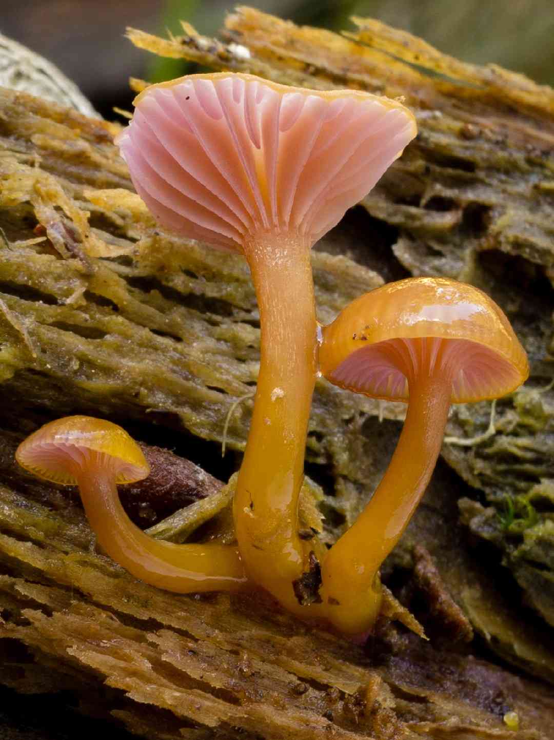 Chromosera cyanophylla (Chromosera cyanophylla) thumbnail 1
