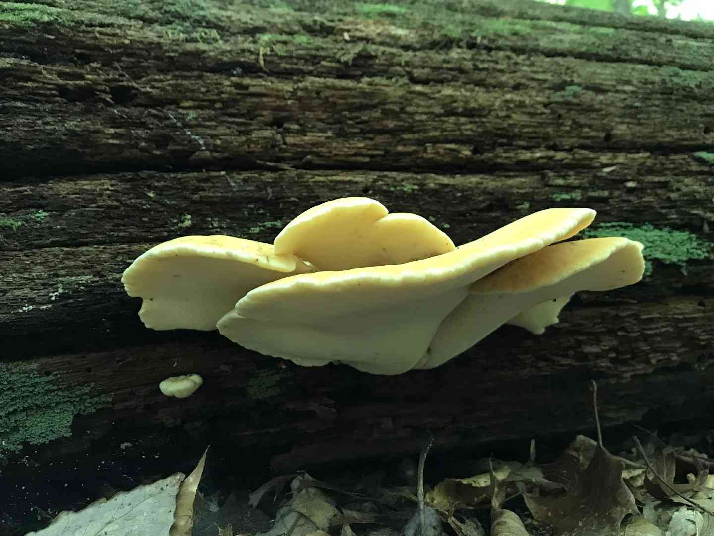 Oak polypore