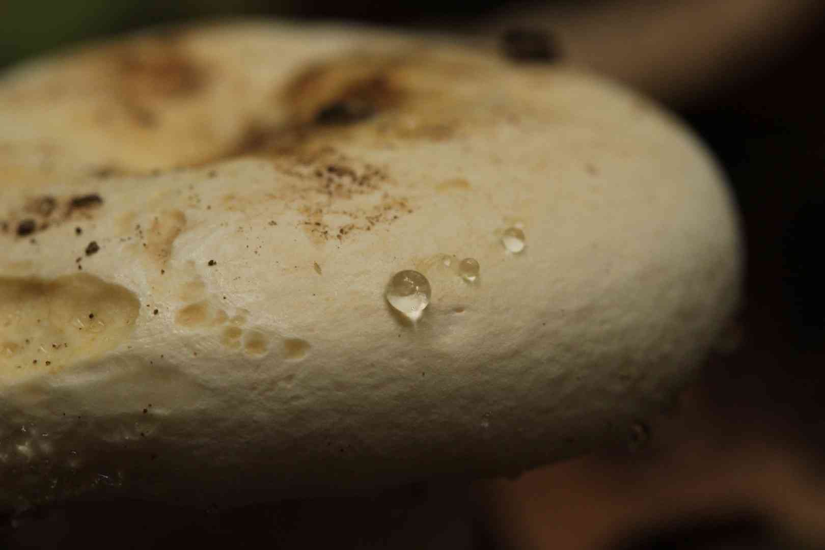 Peppery milk cap (Lactarius piperatus) thumbnail 2