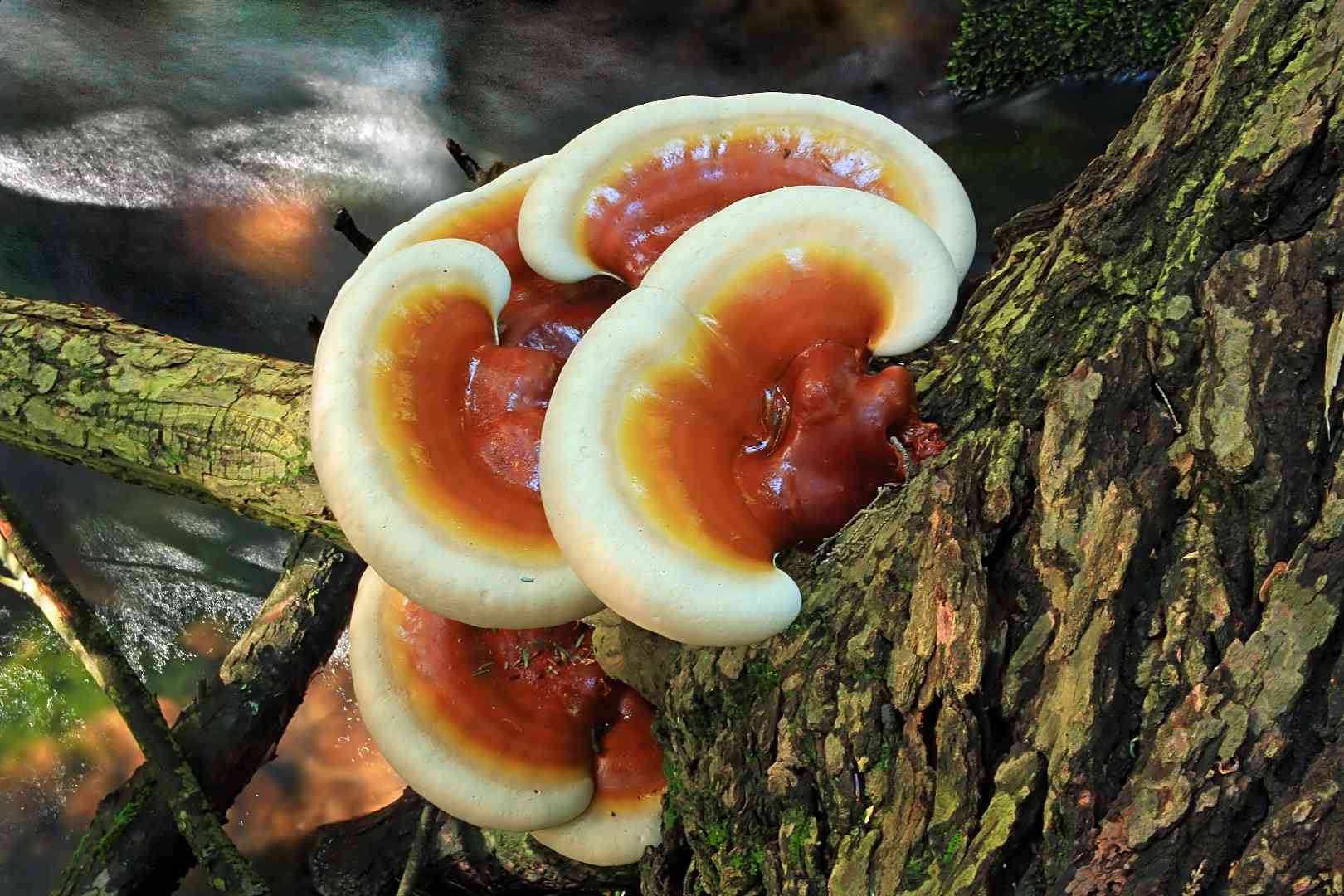 Hemlock varnish shelf (Ganoderma tsugae) thumbnail 1
