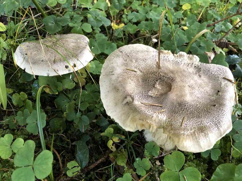 Yellowing knight (Tricholoma scalpturatum) thumbnail 2