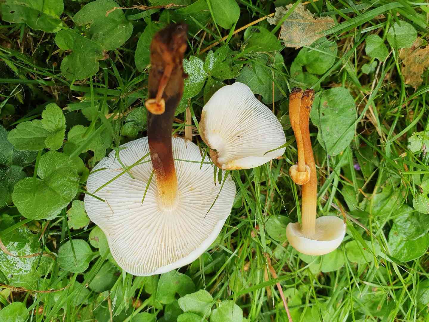 Restharrow velvet shank (Flammulina fennae) thumbnail 1