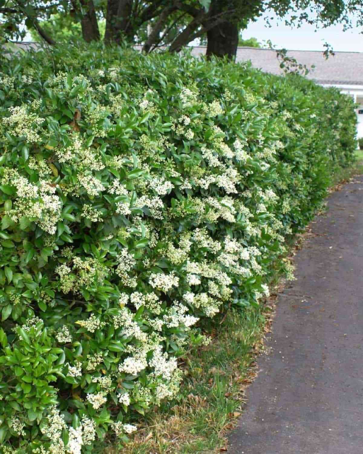 Japanese privet