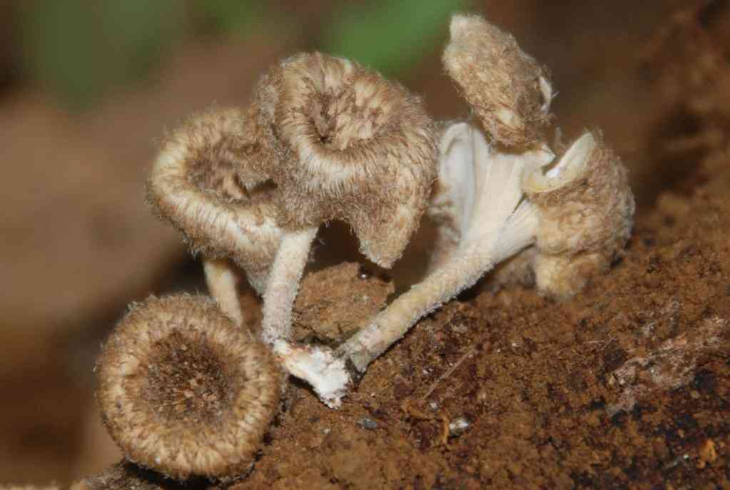 Fringed sawgill (Lentinus crinitus) thumbnail 2