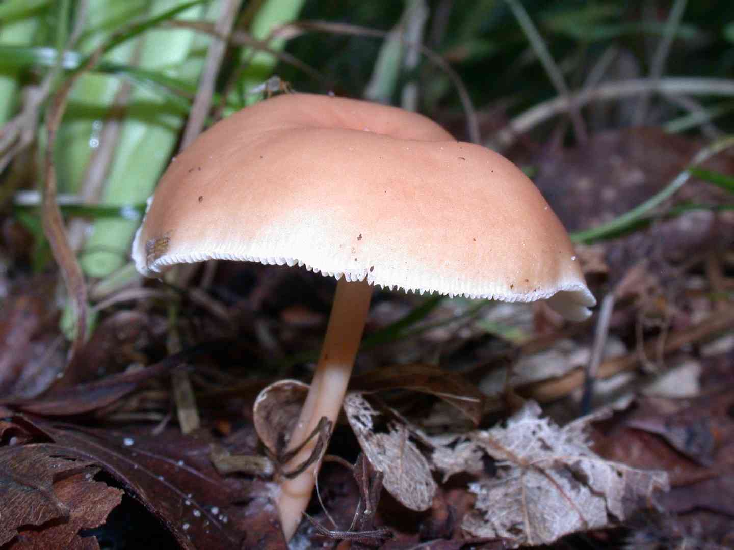 Oak-loving collybia (Gymnopus dryophilus) thumbnail 1