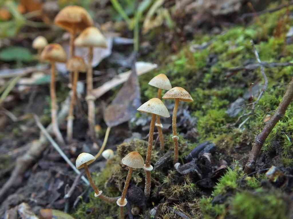 Ringed conecap (Conocybe arrhenii) thumbnail 3