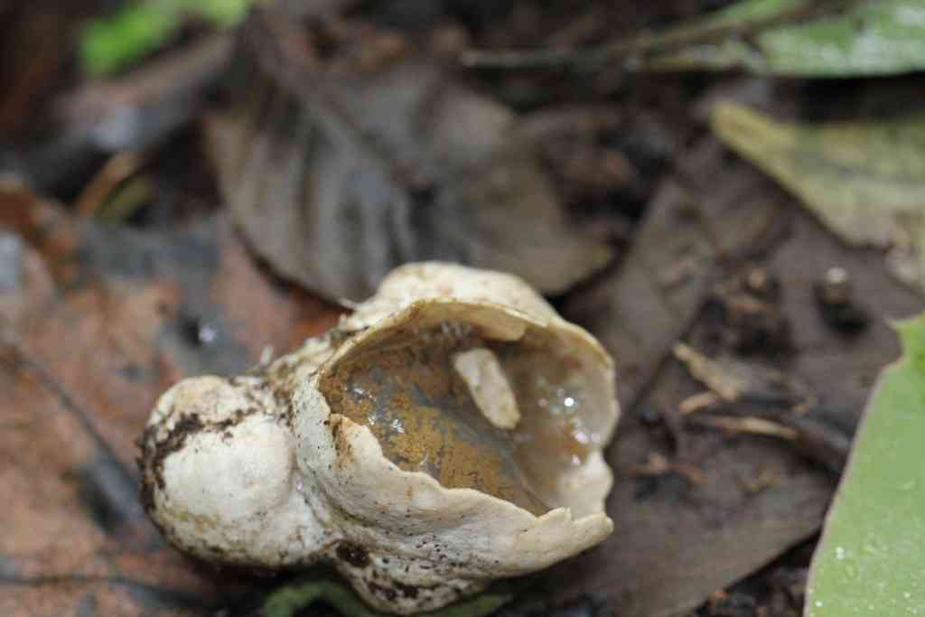 Protubera sabulonensis (Protubera sabulonensis) thumbnail 1