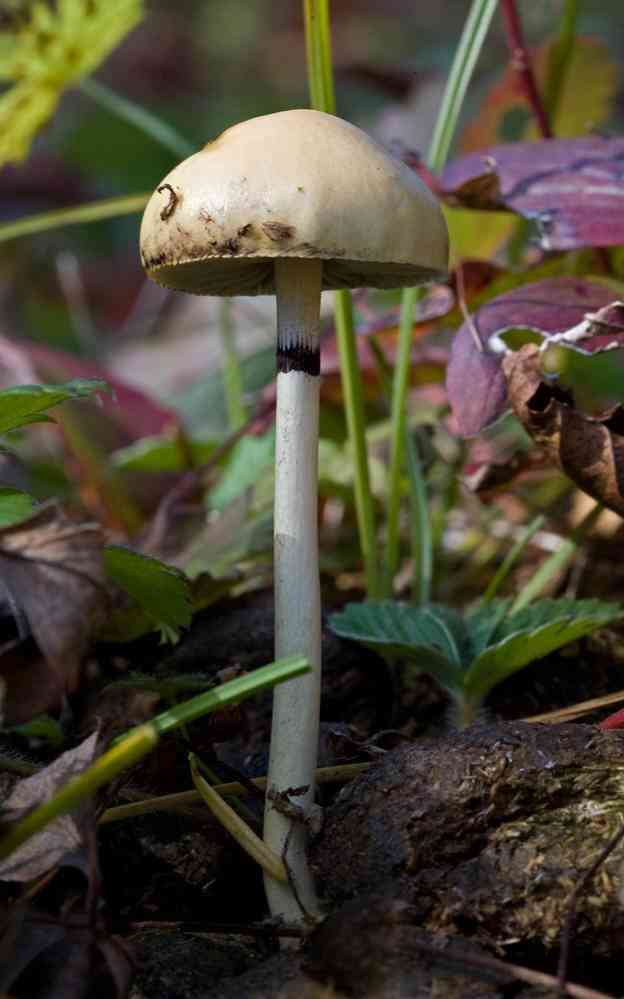 Protostropharia alcis (Protostropharia alcis) thumbnail 1