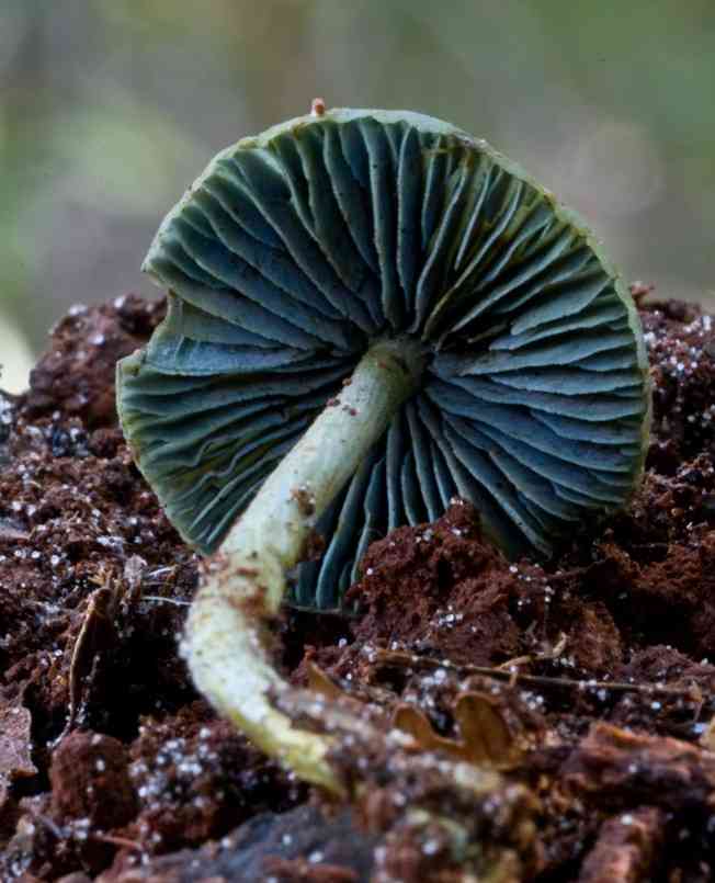 Entoloma virescens