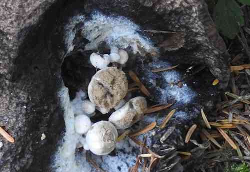 Star bearer (Asterophora lycoperdoides) thumbnail 2