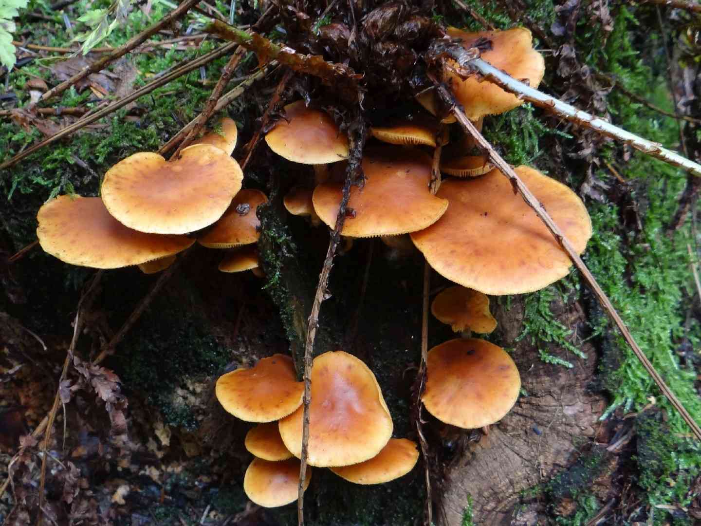 Common rustgill (Gymnopilus penetrans) thumbnail 3