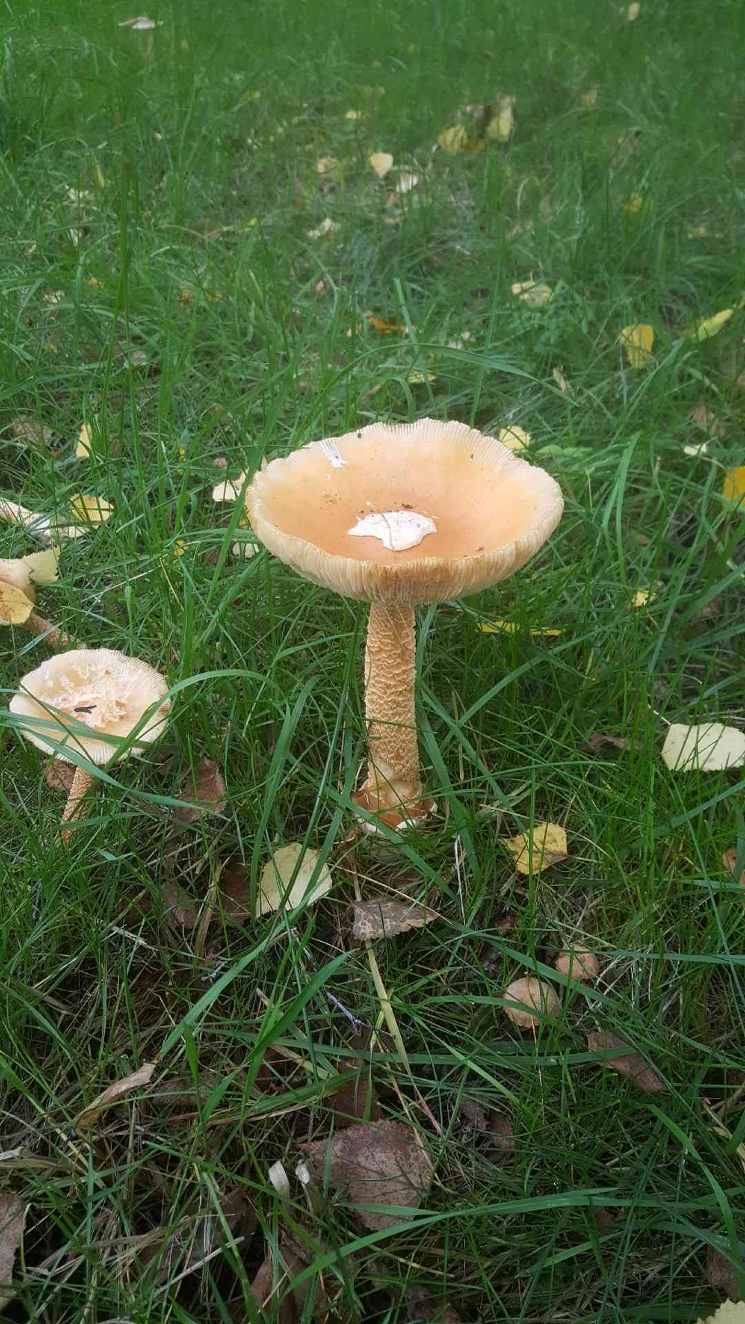 Saffron ringless amanita (Amanita crocea) thumbnail 3