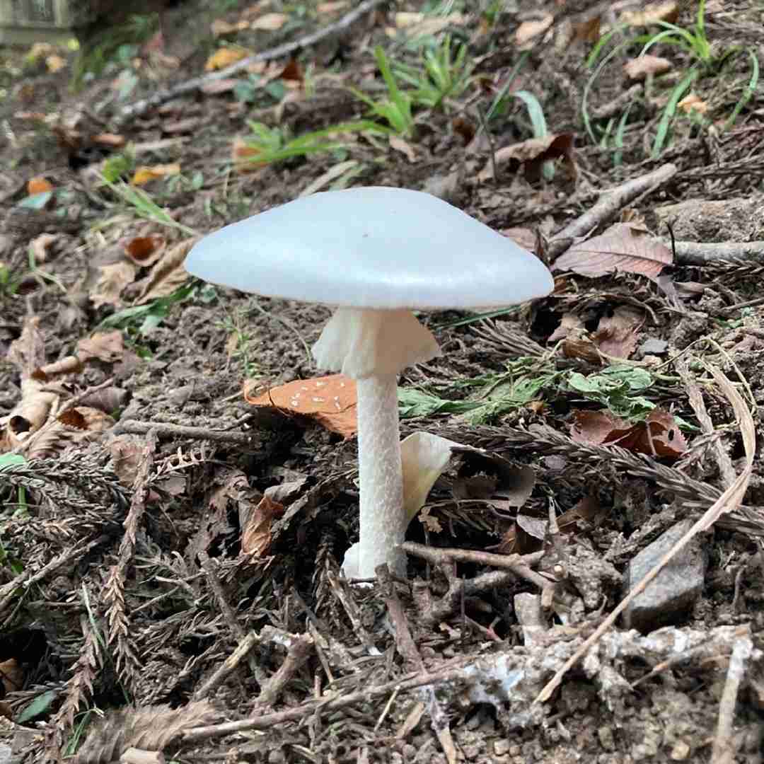 Guangzhou destroying angel (Amanita exitialis)
