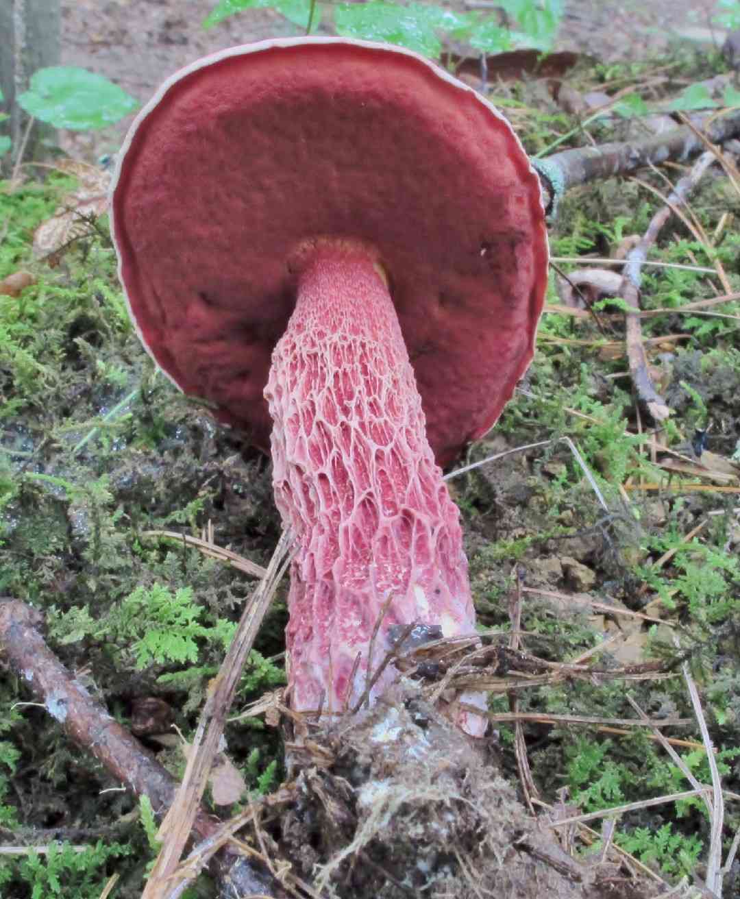 Frost's bolete (Butyriboletus frostii) thumbnail 2