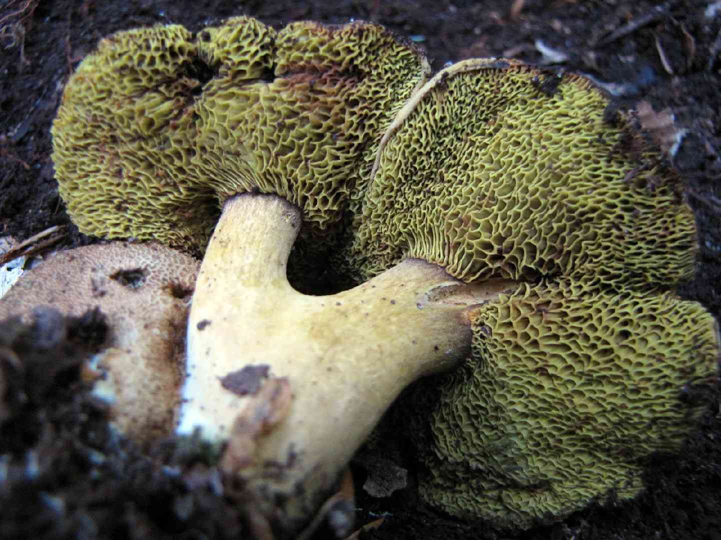 Parasitic bolete (Pseudoboletus parasiticus) thumbnail 2