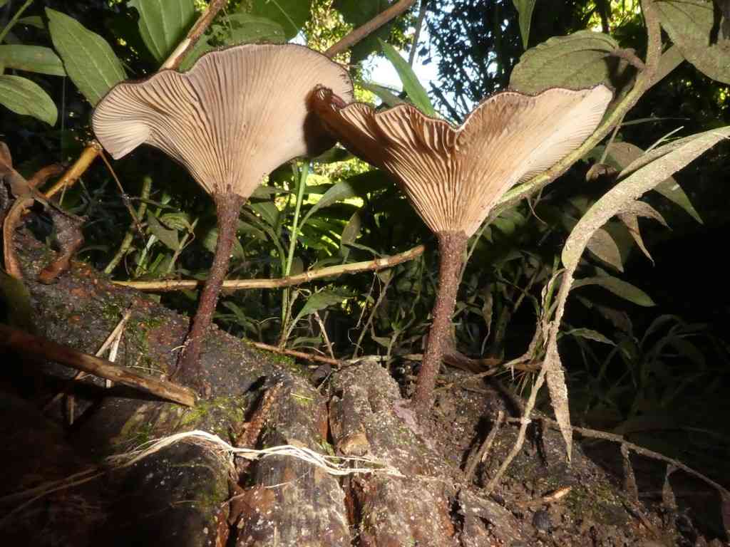 Panus similis (Panus similis) thumbnail 3